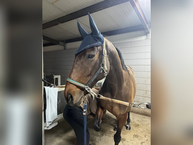 Irish Sport Horse Stute 9 Jahre 165 cm Brauner in Aarlanderveen