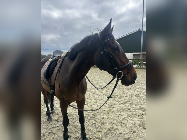 Irish Sport Horse Stute 9 Jahre 165 cm Brauner in Aarlanderveen