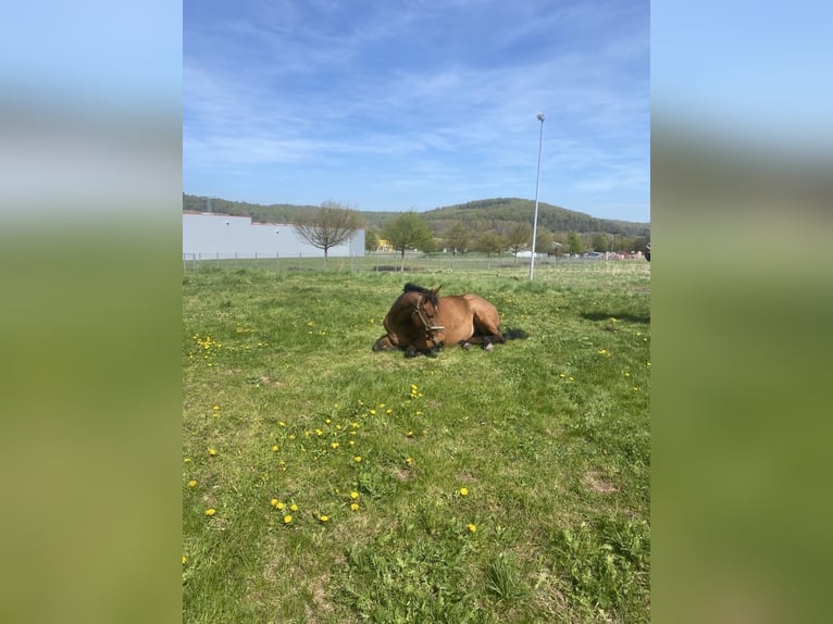 Irish Sport Horse Stute 9 Jahre 165 cm Roan-Bay in Großbodungen