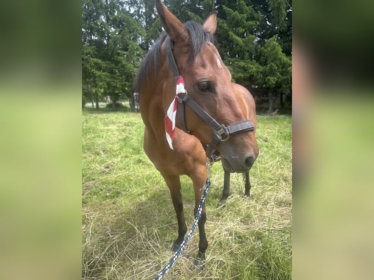 Irish Sport Horse Stute 9 Jahre 165 cm Roan-Bay in Großbodungen
