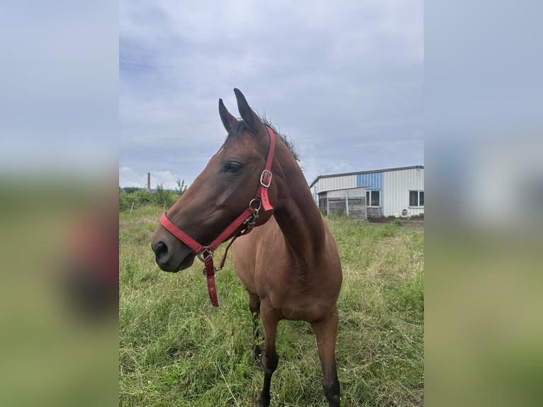 Irish Sport Horse Stute 9 Jahre 165 cm Roan-Bay in Großbodungen