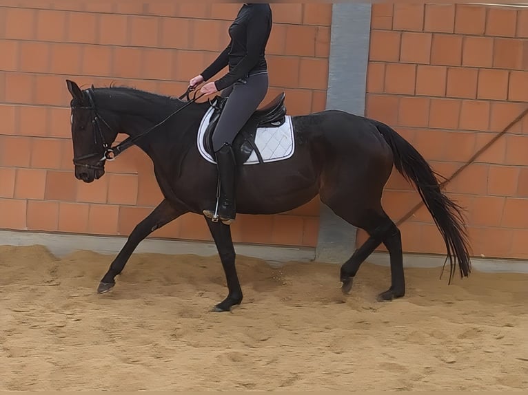 Irish Sport Horse Stute 9 Jahre 166 cm Schwarzbrauner in Lage Irish Sport Horse Stute 9 Jahre 166 cm Schwarzbrauner in Lage