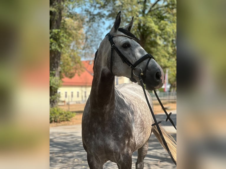 Irish Sport Horse Stute 9 Jahre 167 cm Apfelschimmel in Stadl-Paura