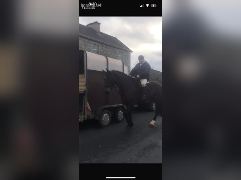 Irish Sport Horse Stute 9 Jahre 168 cm Dunkelbrauner in Wicklow