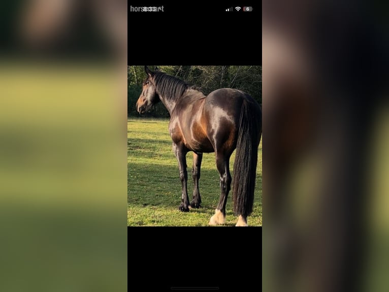 Irish Sport Horse Stute 9 Jahre 168 cm Dunkelbrauner in Wicklow
