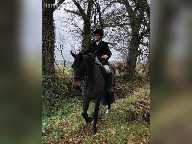 Irish Sport Horse Stute 9 Jahre 168 cm Dunkelbrauner in Wicklow
