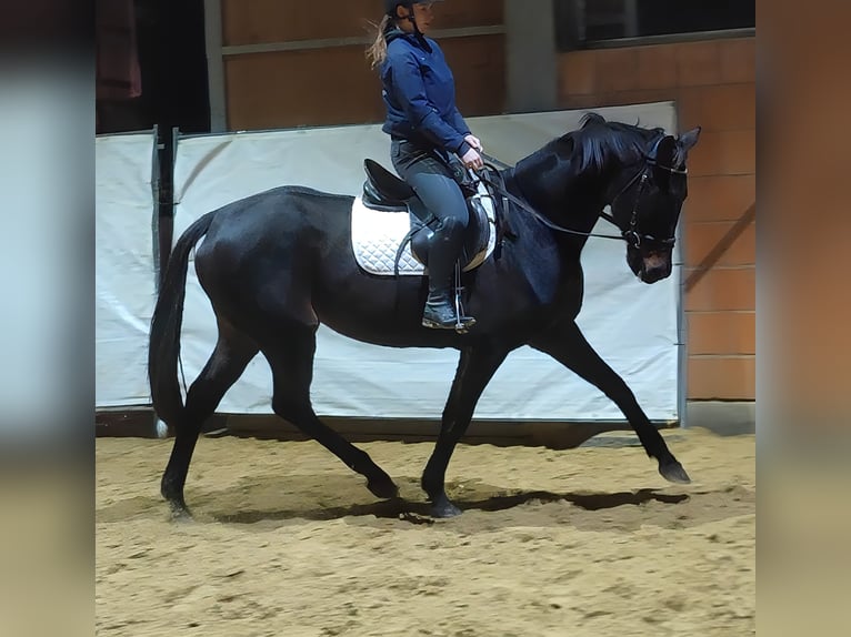 Irish Sport Horse Stute 9 Jahre 168 cm Schwarzbrauner in Lage