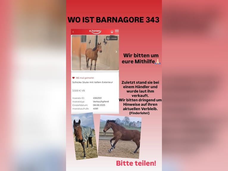 Irish Sport Horse Mix Stute 9 Jahre Brauner in Kassel