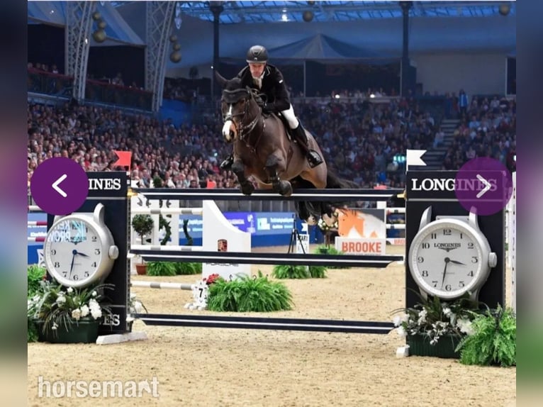 Irish Sport Horse Stute Fohlen (04/2025) 165 cm Dunkelfuchs in Carlow