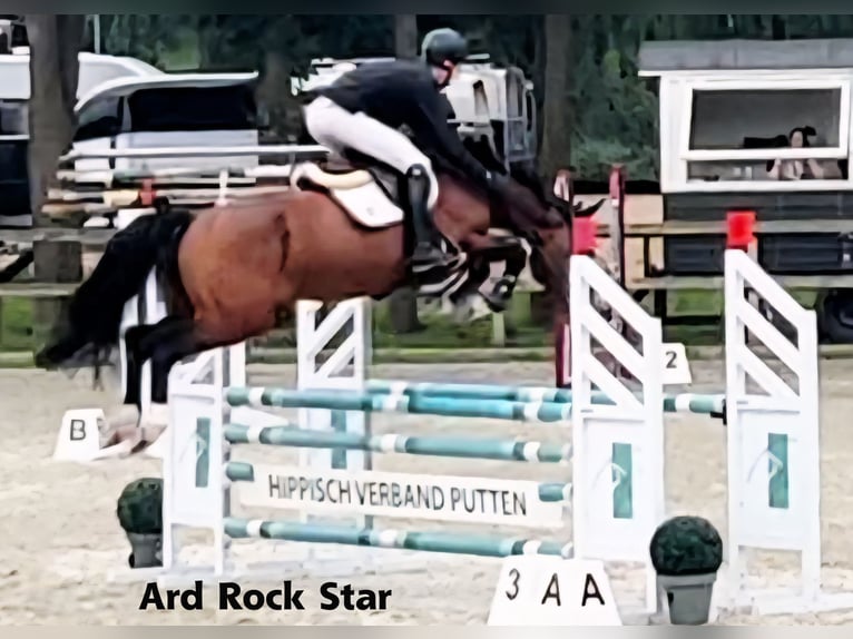 Irish Sport Horse Stute Fohlen (05/2025) 166 cm Rotbrauner in Clonmellon