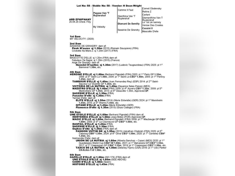 Irish Sport Horse Stute Fohlen (04/2025) 169 cm Dunkelfuchs in Clonmellon