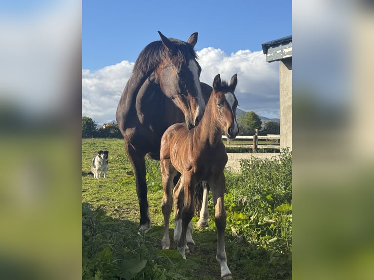 Irish Sport Horse Stute Fohlen (01/2026) Rotbrauner in Newry