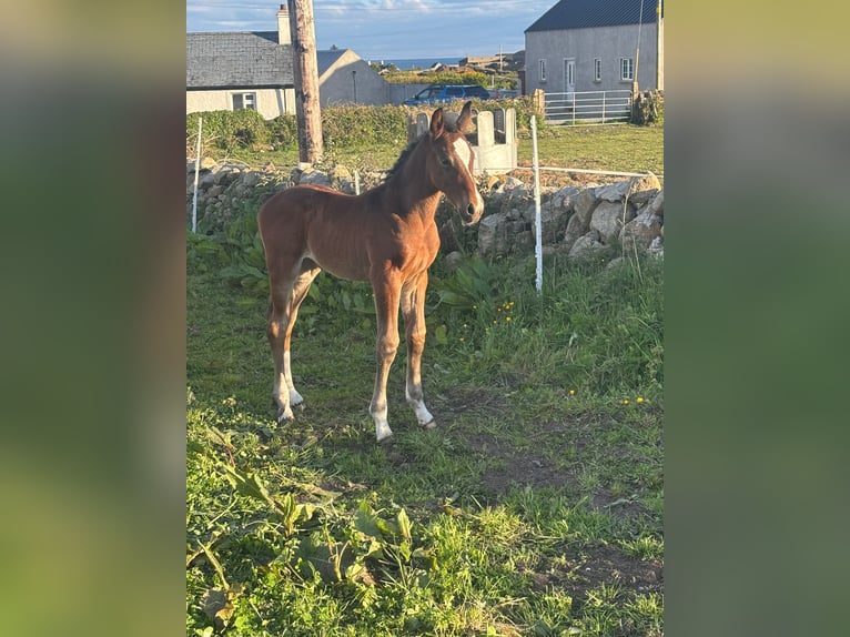 Irish Sport Horse Stute Fohlen (01/2026) Rotbrauner in Newry