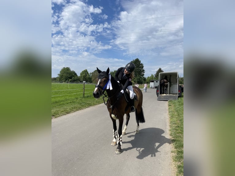 Irish Sport Horse Wallach 10 Jahre 148 cm Brauner in Bad Homburg vor der H&#xF6;he