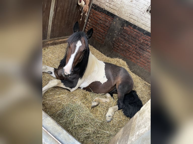 Irish Sport Horse Wallach 10 Jahre 153 cm Schecke in Salzgitter