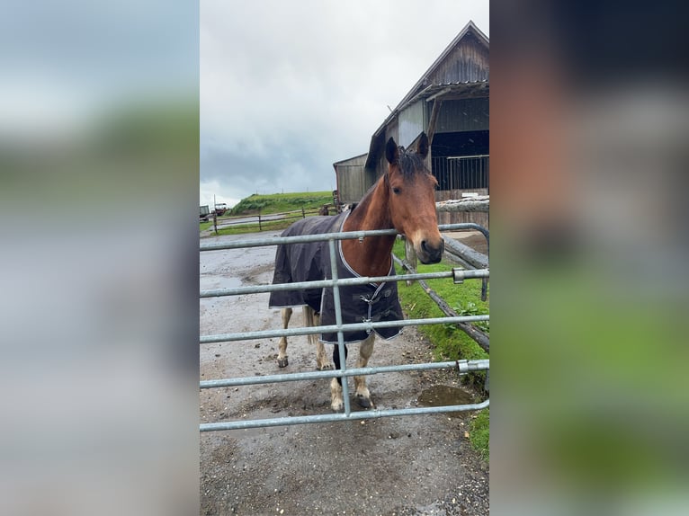 Irish Sport Horse Mix Wallach 10 Jahre 155 cm Schecke in Wald