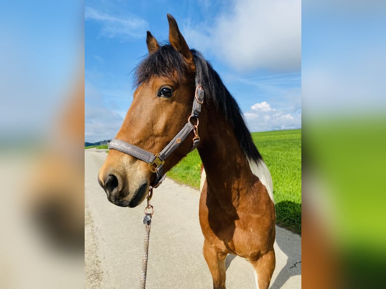 Irish Sport Horse Mix Wallach 10 Jahre 155 cm Schecke in Wald