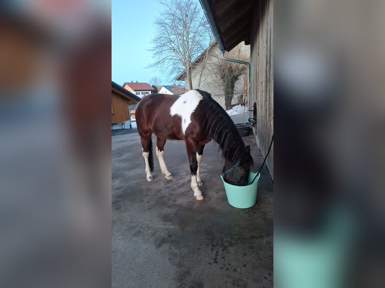 Irish Sport Horse Wallach 10 Jahre 155 cm Schecke in Weiler-Simmerberg