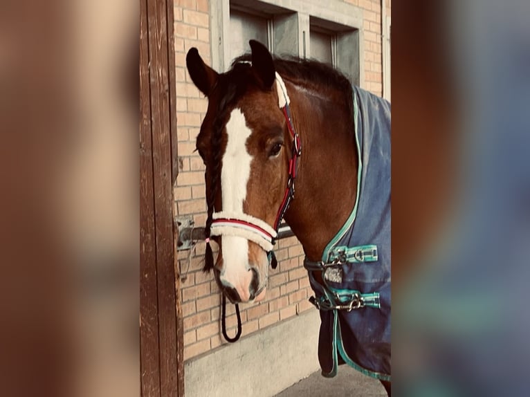 Irish Sport Horse Wallach 10 Jahre 157 cm Brauner in Worben