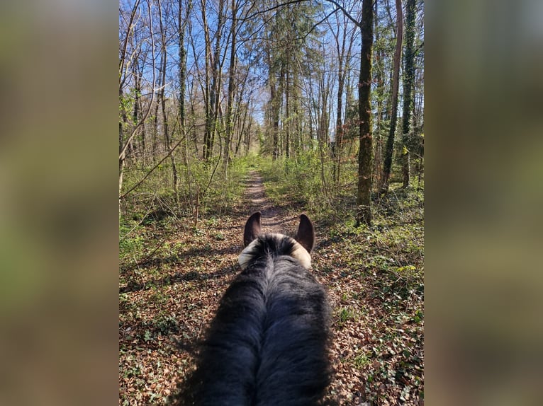 Irish Sport Horse Wallach 10 Jahre 157 cm Brauner in Worben