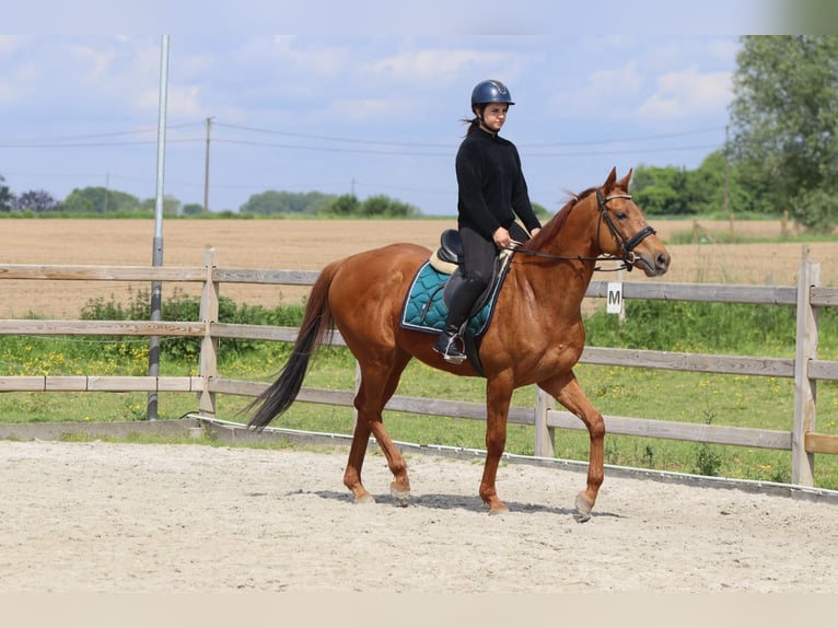 Irish Sport Horse Wallach 10 Jahre 162 cm Fuchs in Pepingen