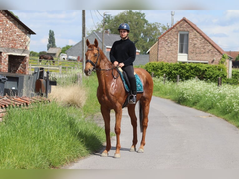Irish Sport Horse Wallach 10 Jahre 162 cm Fuchs in Pepingen