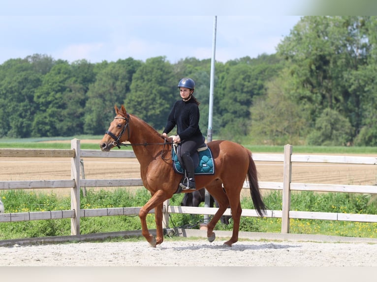 Irish Sport Horse Wallach 10 Jahre 162 cm Fuchs in Pepingen