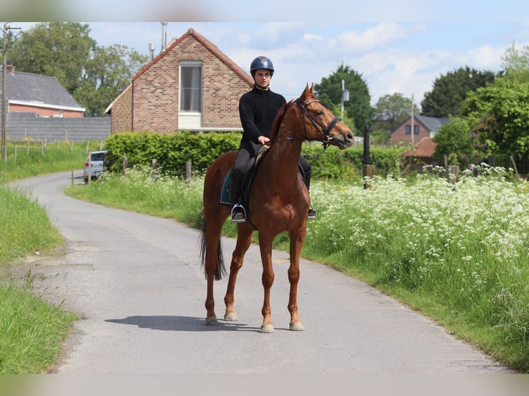 Irish Sport Horse Wallach 10 Jahre 162 cm Fuchs in Pepingen
