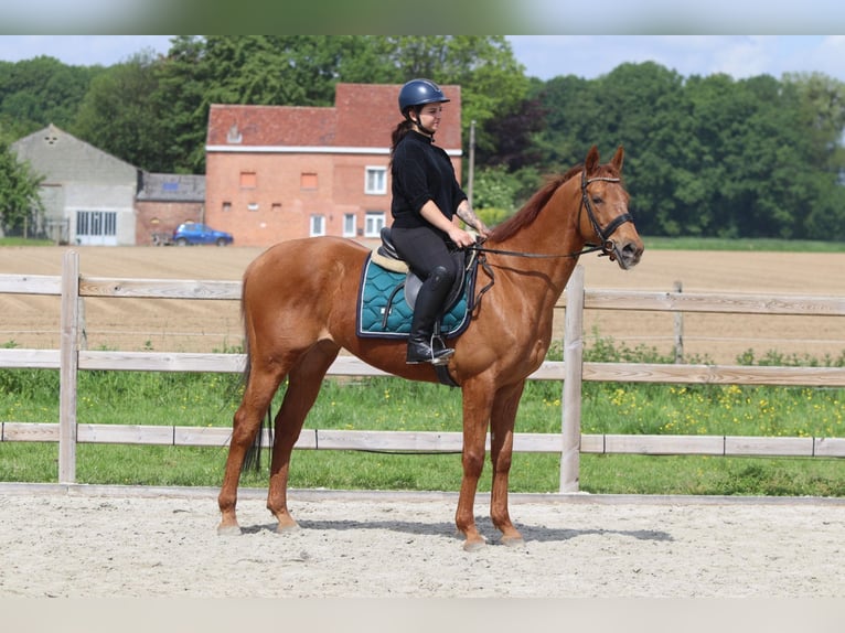 Irish Sport Horse Wallach 10 Jahre 162 cm Fuchs in Pepingen