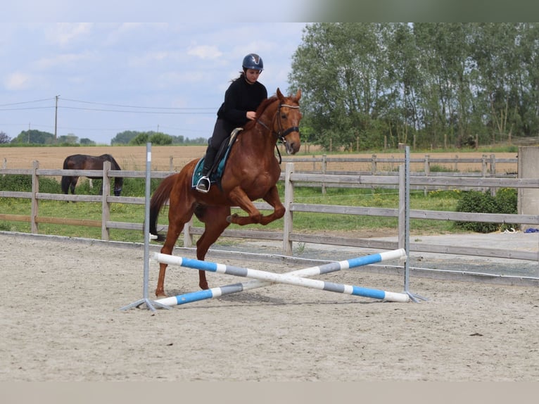 Irish Sport Horse Wallach 10 Jahre 162 cm Fuchs in Pepingen