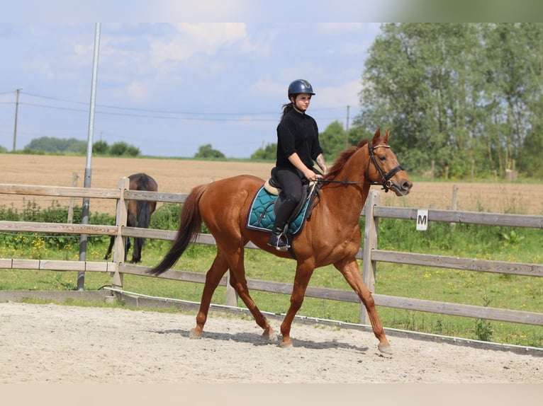 Irish Sport Horse Wallach 10 Jahre 162 cm Fuchs in Pepingen