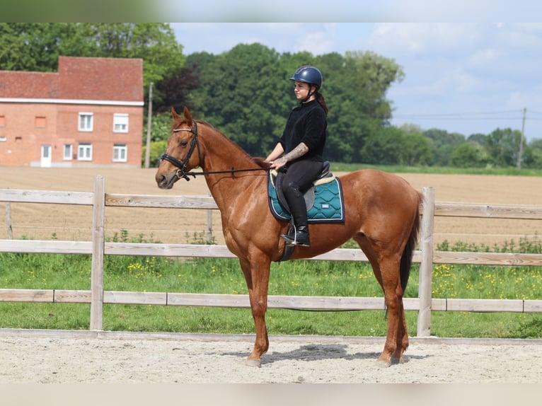 Irish Sport Horse Wallach 10 Jahre 162 cm Fuchs in Pepingen