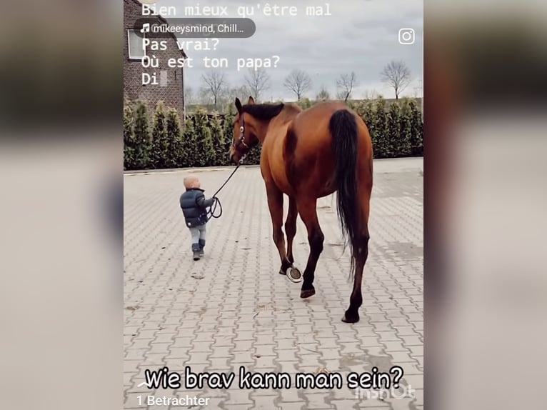 Irish Sport Horse Wallach 10 Jahre 164 cm Brauner in Nettetal