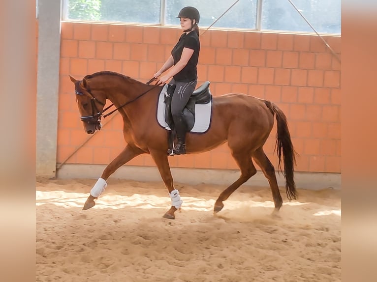 Irish Sport Horse Wallach 10 Jahre 164 cm Dunkelfuchs in Lage