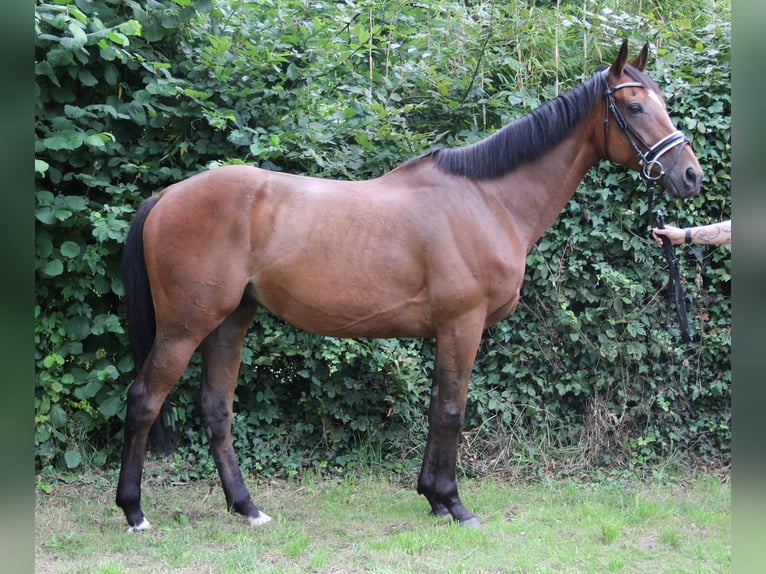 Irish Sport Horse Wallach 10 Jahre 165 cm Brauner in Wachtendonk
