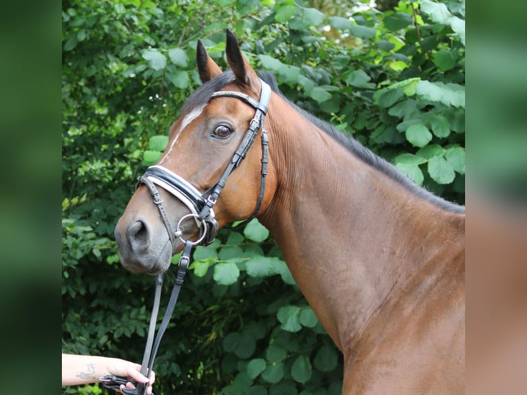 Irish Sport Horse Wallach 10 Jahre 165 cm Brauner in Wachtendonk