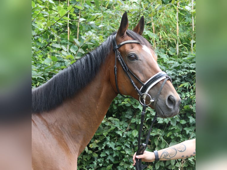 Irish Sport Horse Wallach 10 Jahre 165 cm Brauner in Wachtendonk