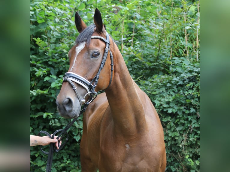 Irish Sport Horse Wallach 10 Jahre 165 cm Brauner in Wachtendonk