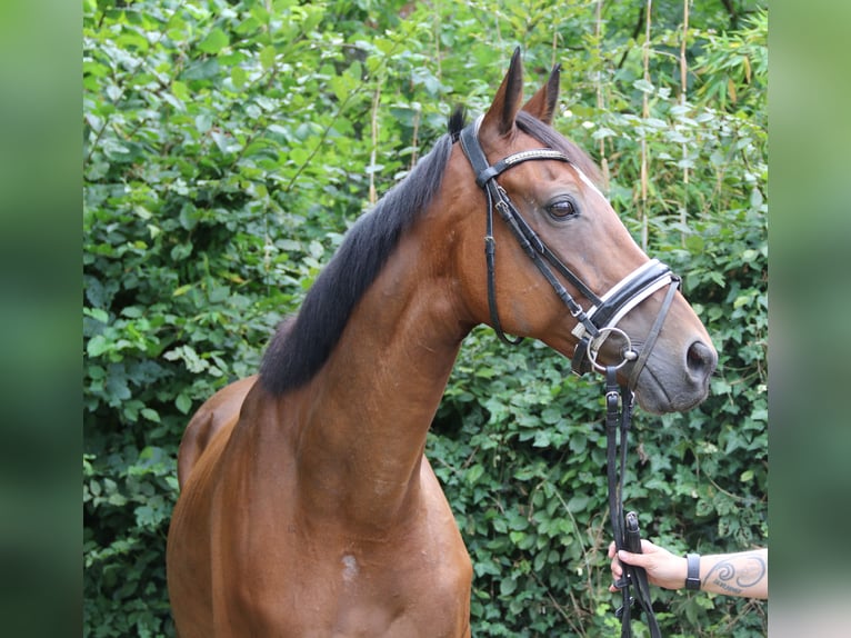 Irish Sport Horse Wallach 10 Jahre 165 cm Brauner in Wachtendonk