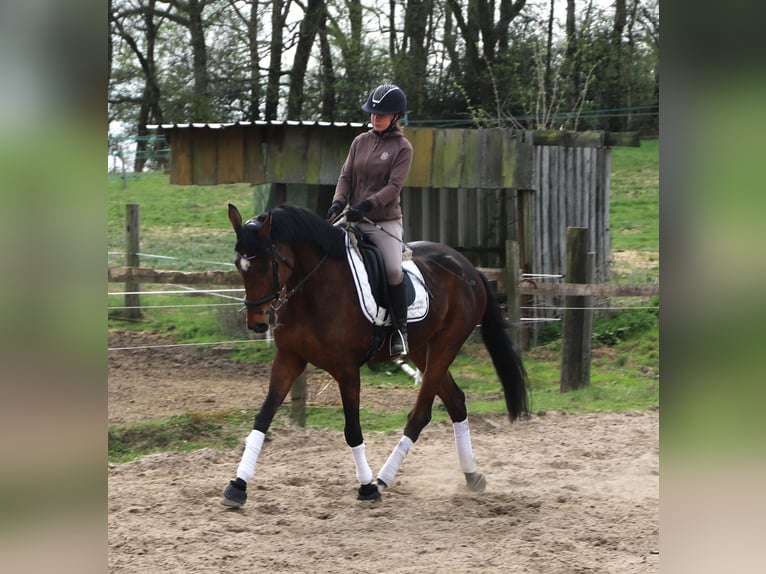 Irish Sport Horse Mix Wallach 10 Jahre 165 cm Brauner in Uelsenuelsen