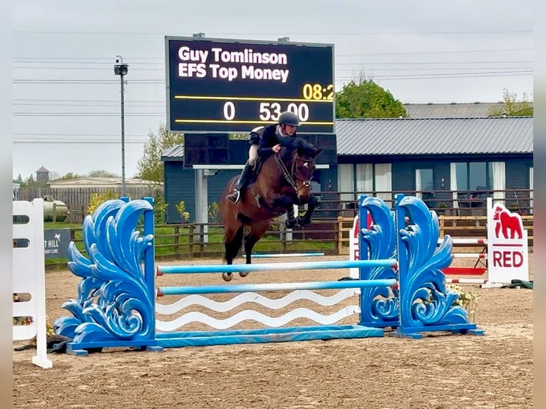 Irish Sport Horse Wallach 10 Jahre 165 cm Rotbrauner in grantham. Lincs