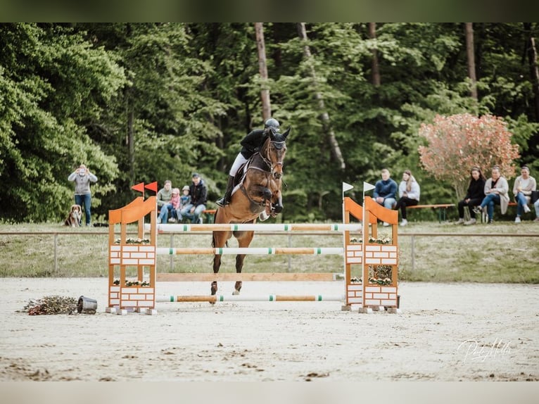 Irish Sport Horse Wallach 10 Jahre 169 cm Brauner in Heddesheim
