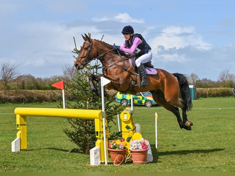 Irish Sport Horse Wallach 10 Jahre 170 cm Rotbrauner in Wicklow