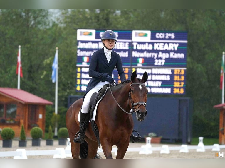 Irish Sport Horse Wallach 10 Jahre 170 cm Rotbrauner in Wicklow