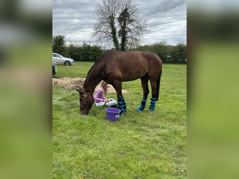 Irish Sport Horse Wallach 10 Jahre 170 cm Rotbrauner in Wicklow