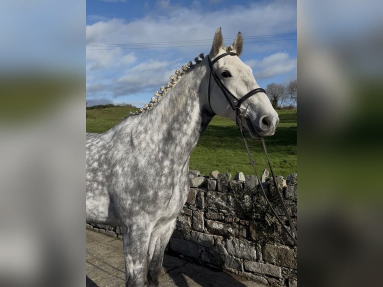 Irish Sport Horse Wallach 10 Jahre 170 cm Schimmel in Down