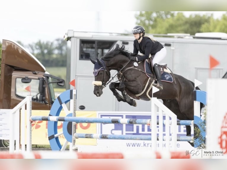 Irish Sport Horse Wallach 10 Jahre 172 cm Rappe in Wächtersbach