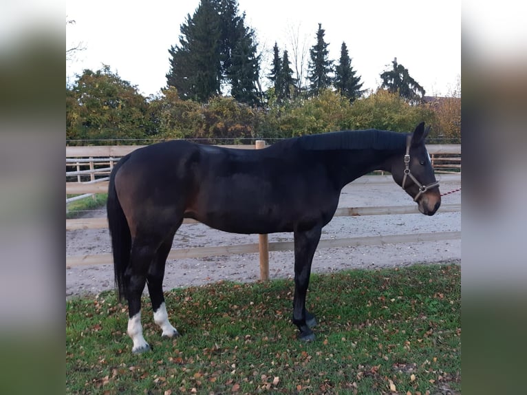 Irish Sport Horse Wallach 10 Jahre 180 cm Brauner in Heidelberg Irish Sport Horse Wallach 10 Jahre 180 cm Brauner in Heidelberg