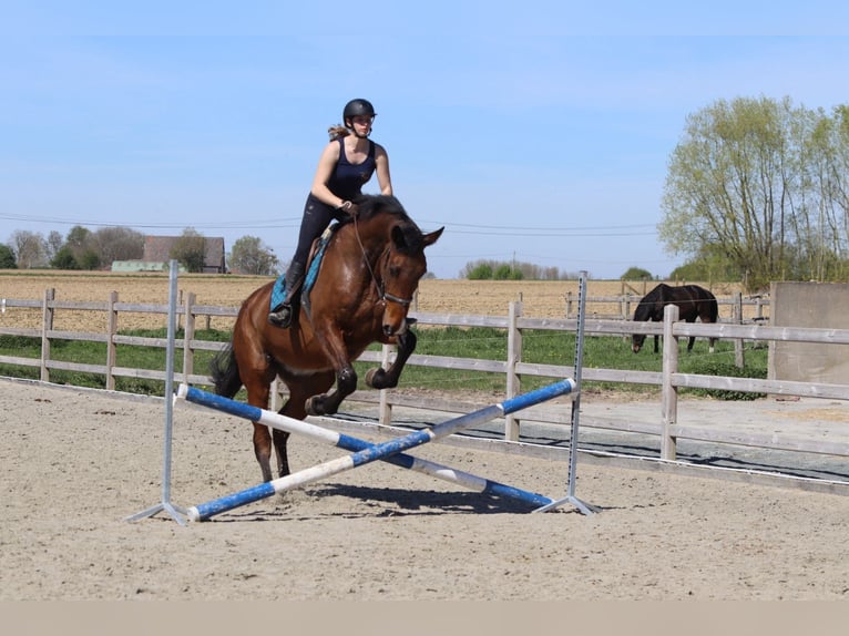 Irish Sport Horse Wallach 10 Jahre 182 cm Brauner in Pepingen