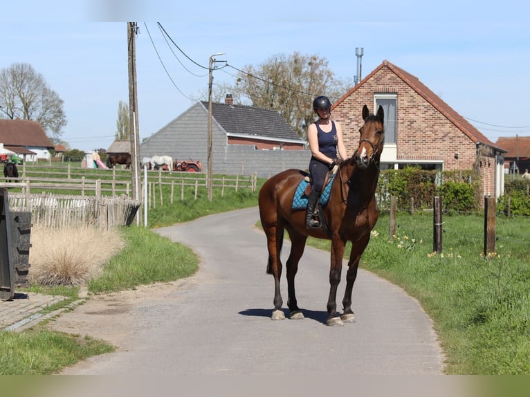 Irish Sport Horse Wallach 10 Jahre 182 cm Brauner in Pepingen